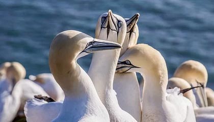 深圳球迷在王哲林罚球时大喊“沪上阿姨”，后者被干扰后不中