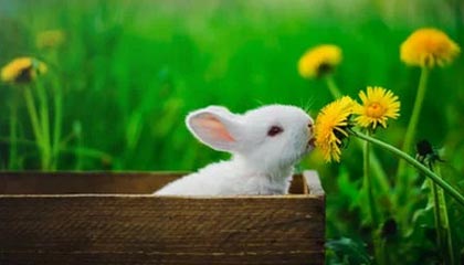 GGBET官方入口-这是那支韩式铁军？25分钟缴械投降 半场1射咋出线